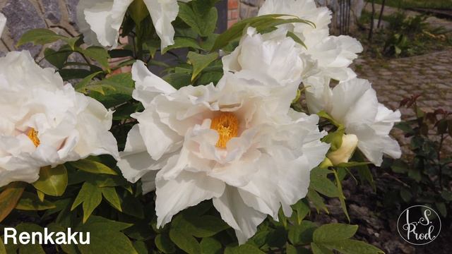 Renkaku смотреть онлайн