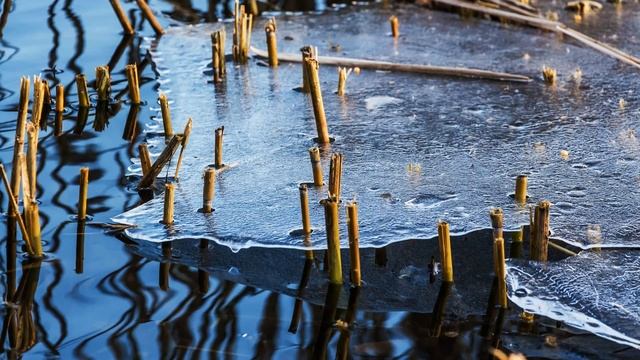 За деревьями леса не видно смотреть онлайн