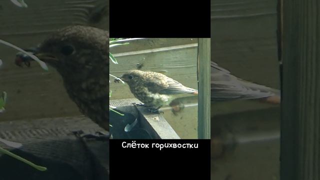 Слëток Горихвостки #сезонконтентаRUTUBE
