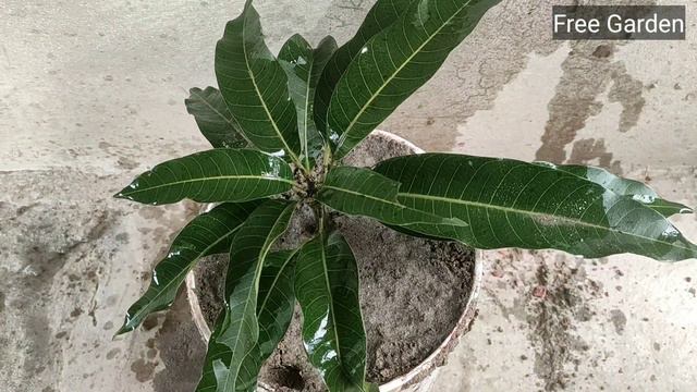 Grow mango tree from mango branch || Eazy way growing mango tree how to grow mango tree смотреть онлайн