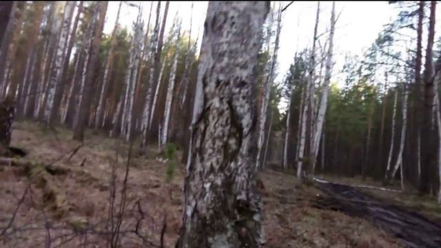 Карабин сайга. Простреливает березу смотреть онлайн