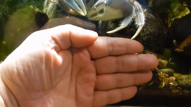 Рассказы о крабе. Линька. смотреть онлайн