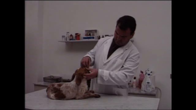 Бретонский спаниель (Brittany Spaniel) смотреть онлайн