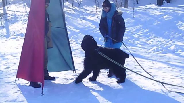 чёрный терьер Черногор . тренинг по защитной службе