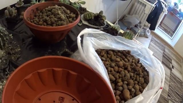 ПЕРЕСАДКА КАКТУСОВ И КАМЕННОЙ РОЗЫ смотреть онлайн