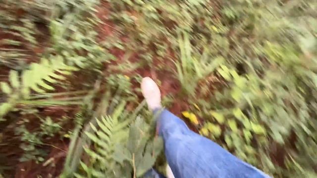 蒙面鳥哥|又到了摘野菇的季節，小黑跑過來湊熱鬧，狗子怕主人采的蘑菇有毒先嚐嚐!#bird #小鳥 смотреть онлайн
