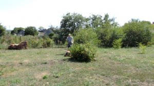 Газонокосилка DDE LM 51-60 DE 791-929