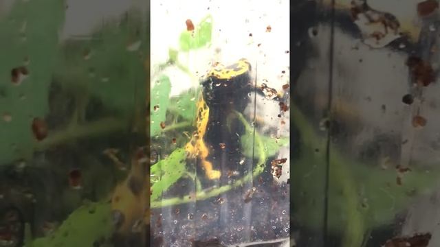 Пятнистый древолаз. смотреть онлайн