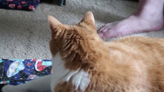 Impatient Cat Meowing смотреть онлайн