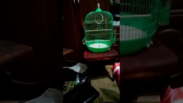 Репел Рича в клетке на стуле стоит играет мелодия из кино Воскресший Эртугрул Февраль 2021 года смотреть онлайн