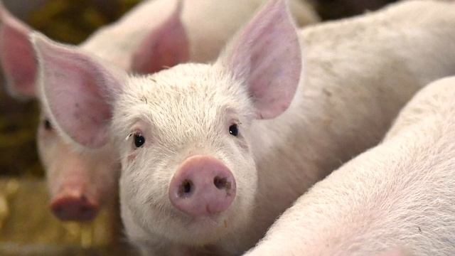 YourClassical Storytime: The Three Little Pigs смотреть онлайн