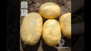 Обзор сорта картофеля "Вега" (характеристики, свойства, фото)