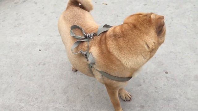 JANICE SHARPEI EN EL PARQUE смотреть онлайн