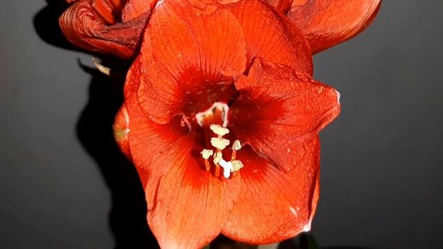 AMARYLLIS FERRARI #гиппеаструм #hippeastrum смотреть онлайн