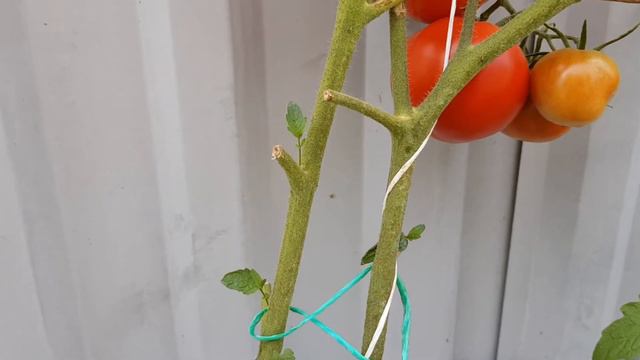 Томат Райское наслаждение 09/2022 смотреть онлайн