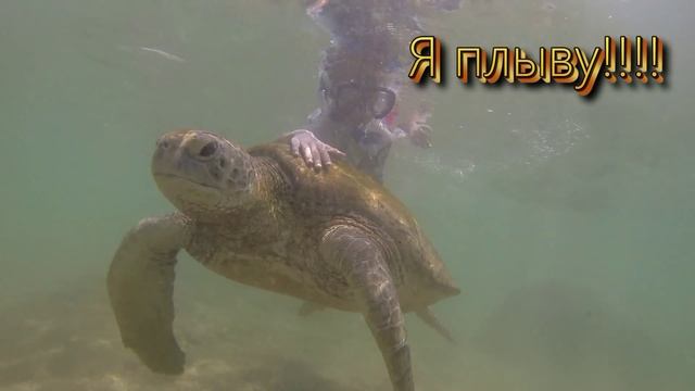 Черепаха смотреть онлайн