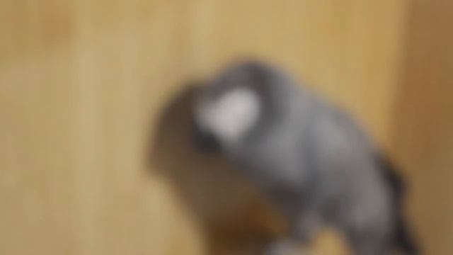 Контактный зоопарк смотреть онлайн