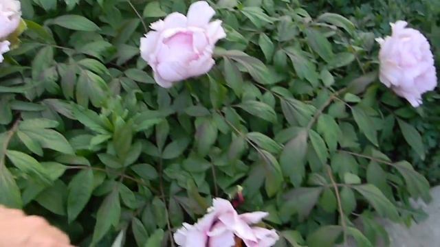 Цветение древовидного пиона.( Blossoming tree-like peony) смотреть онлайн