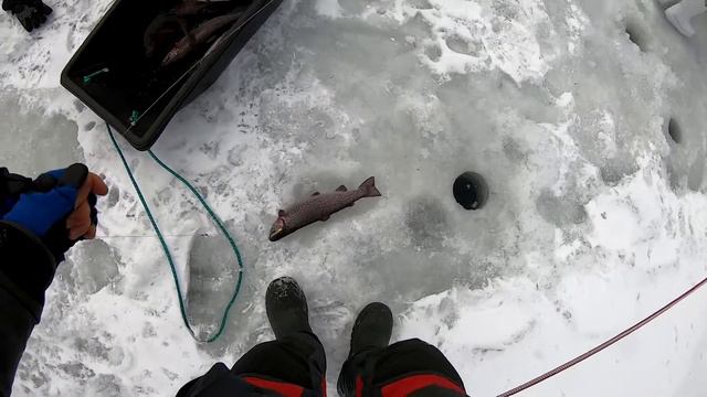 Форель на вибы Выезд ОПГ часть первая. Взгляд Шурокана. смотреть онлайн