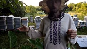 Нет матки. Что делать?  Альпийский улей.