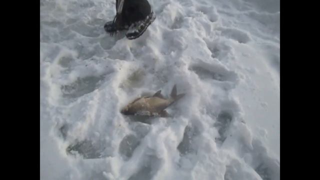 Поймали Леща в проталине. смотреть онлайн