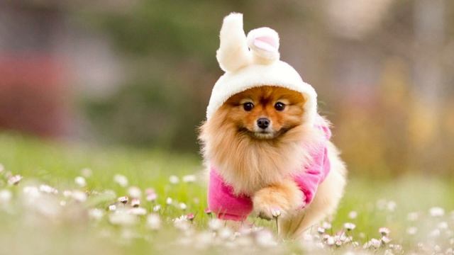 Рыжая собака муз А Гилева, сл Е Тепловой смотреть онлайн