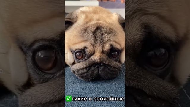 Топ 3 факта о мопсах #мопс #мопсы смотреть онлайн