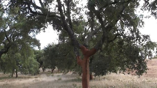 Роща пробковых дубов. Португалия смотреть онлайн
