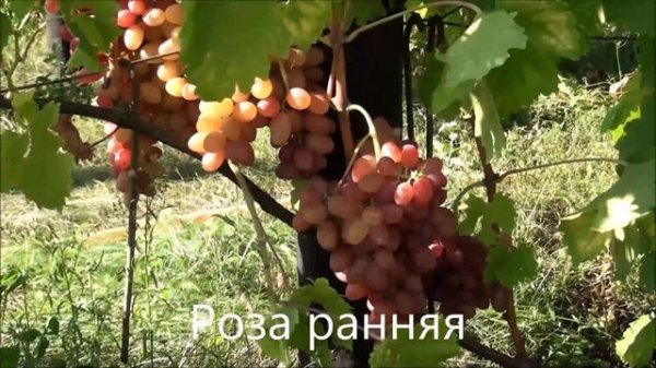 Роза ранняя