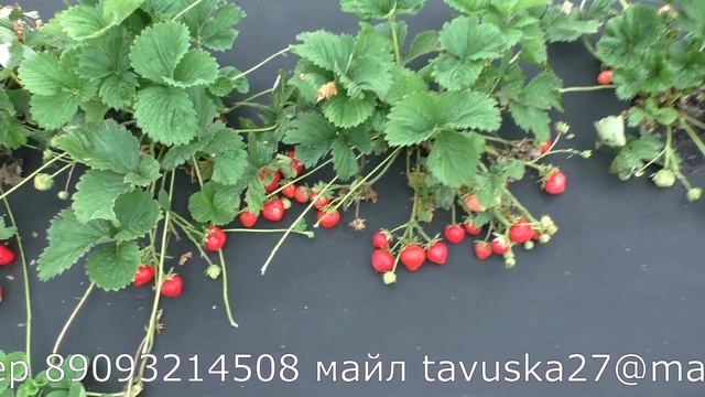 ГаляЧИВ позднеспелый сорт клубники. смотреть онлайн