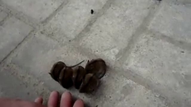 Мышата в цетре города смотреть онлайн
