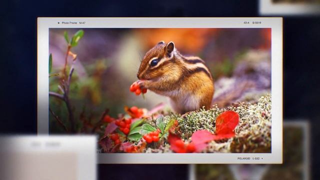 Мир животных. Слайд-шоу