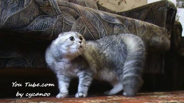 Бандерлоги_Говорящий кот Тихон смотреть онлайн