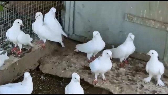 Армянские Октябрьские Голуби - ГАРЕАВИЗИ / Armenian Pigeons - GAREAVISI смотреть онлайн