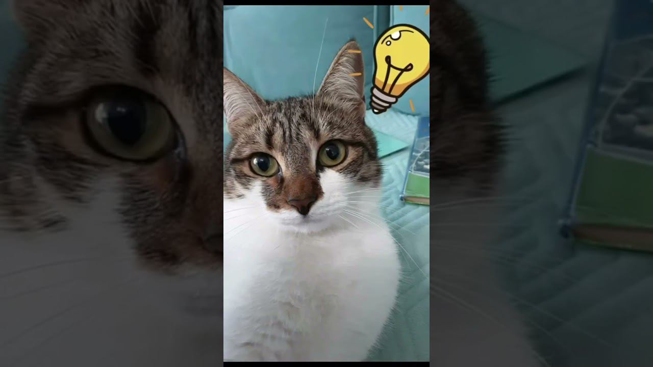 Конкурс#видеоролики#Мектеп#школа#МектепОнлайн-Все Получится!#shorts#ответ#вопрос#интересно#коротко# смотреть онлайн