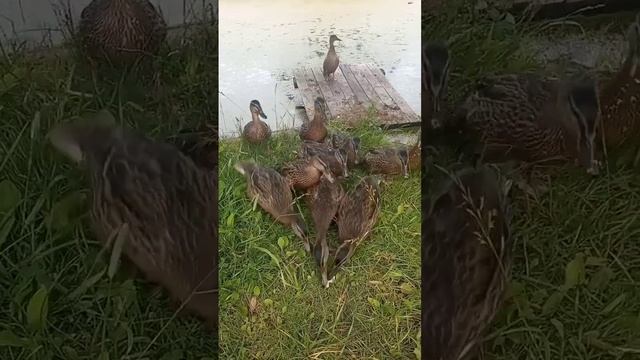 Утка по пекински скоро)))