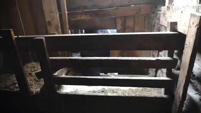 Эффективное кормление КРС с помощью обычного сена, измельченного на измельчителе ИЗС-200С. смотреть онлайн