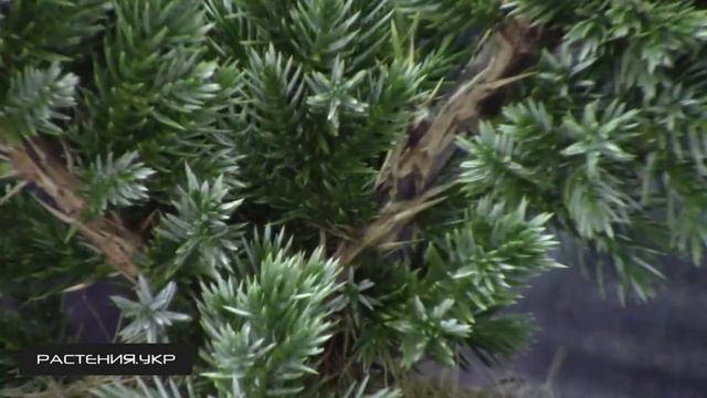 Можжевельник MEYERI посадка и уход / декоративные растения смотреть онлайн