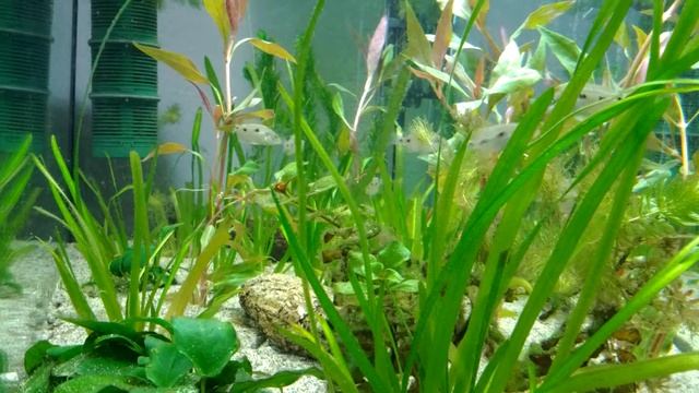 Otopharynx Tetrastigma 3 months + 1 month смотреть онлайн