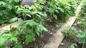 Малина весной. Ремонтантная малина.