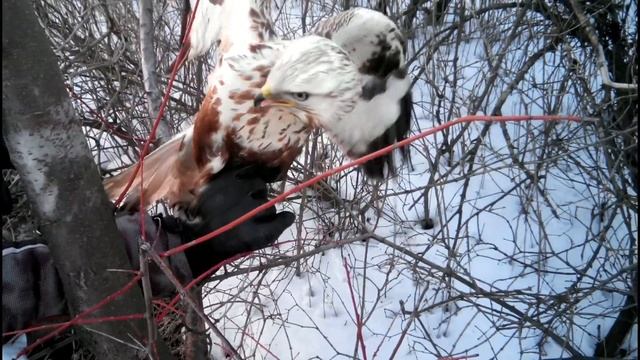 Ястреб канюк мохноногий смотреть онлайн