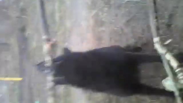 Собака ест КУСТ🙈🙉🙊 смотреть онлайн