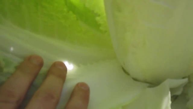 Капуста пекинская пятнистость в поле 1 смотреть онлайн