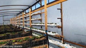 КЛУБНИКА В ТЕПЛИЦЕ-Весна,обзор теплицы,полив,обработка,посадка,сорта клубники.