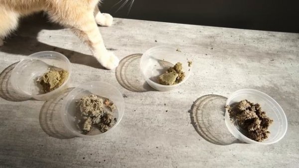The 5 Best Cat Fresh Foods - We Tried Them All