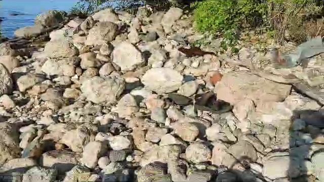 Выдра на берегу Байкала смотреть онлайн