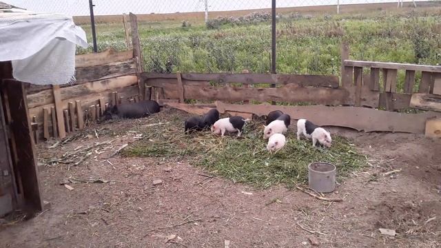 Новый выгул загон для вьетнамских поросят смотреть онлайн