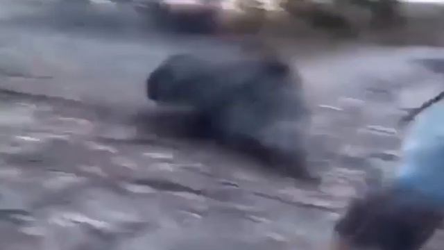 Опасные случай в охоте смотреть онлайн