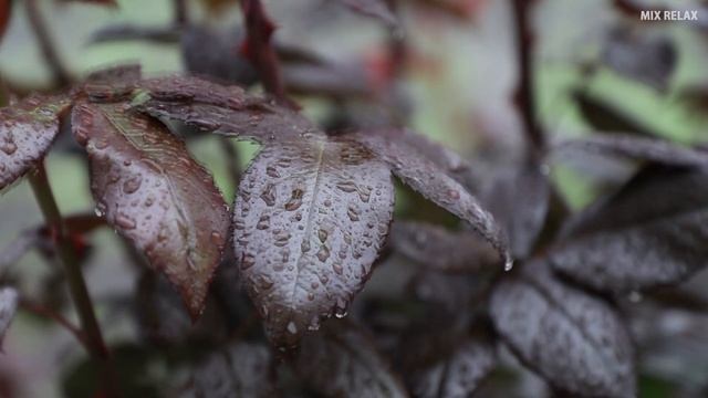 Sokin musiqa asabni tinchlantiruvchi video yomg'ir ovozi | Звук дождя для нежный сон смотреть онлайн