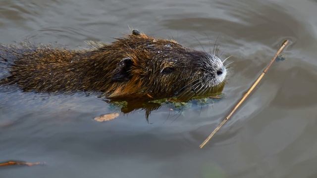 ФОТОСЕССИЯ ДЛЯ ВЫДР И УТК. Юпитер-37А+Nikkor 50 1.8D+Nikon D7000. CAPTURE ONE. Лето, парк, живность смотреть онлайн